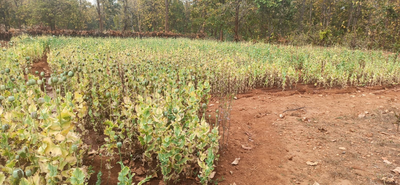 अवैध अफीम की खेती का भंडाफोड़, दो बंदूक और 35 हजार बरामद