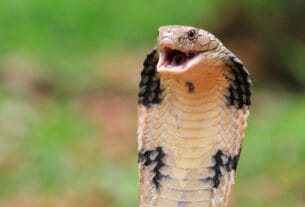 झारखंड में सर्पदंश अब अधिसूचित रोग घोषित