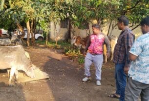 पशु तस्करी पर पुलिस की कार्रवाई, 28 मवेशी जब्त