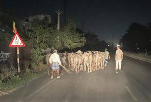 पिठोरिया थाना पर पकड़े गए मवेशियों को रात में तस्करों को सौंपने की चर्चा, मचा हड़कंप