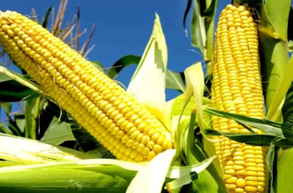 मक्का वैज्ञानिकों की तीन दिवसीय वार्षिक कार्यशाला कल से बीएयू में