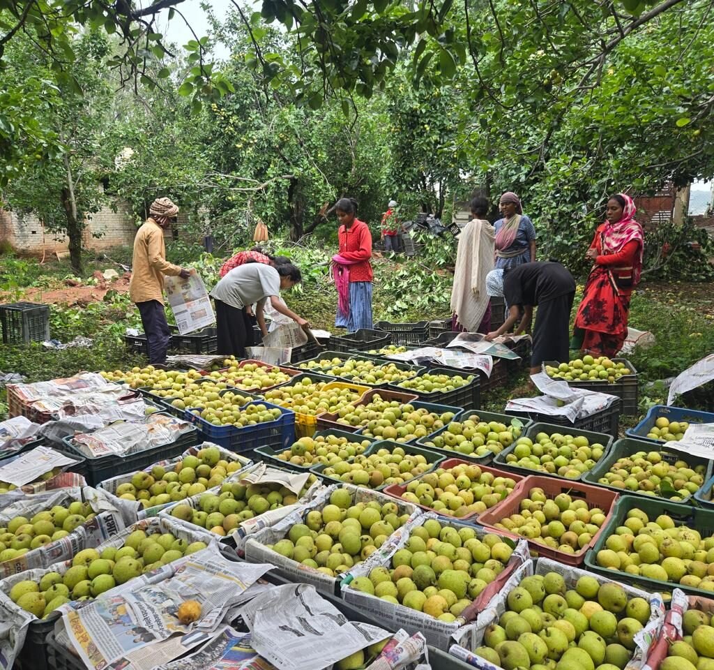 नेतरहाट की नाशपाती ने पकड़ी संगठित बाजारों की राह